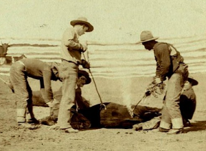 Cattle_branding_(Grabill_1888,_cropped)